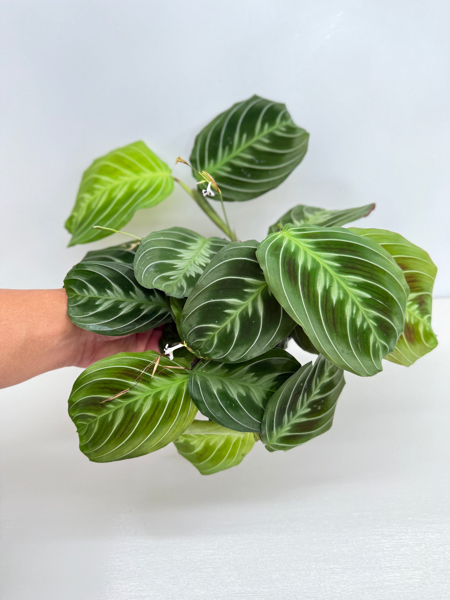Maranta leuconeura 'Massangeana' (Black Prayer Plant) Z76