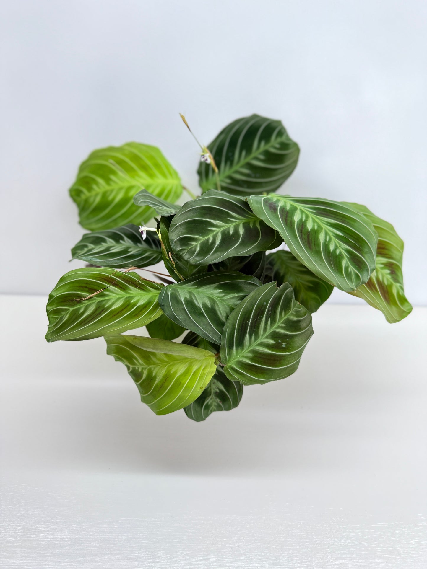 Maranta leuconeura 'Massangeana' (Black Prayer Plant) Z76