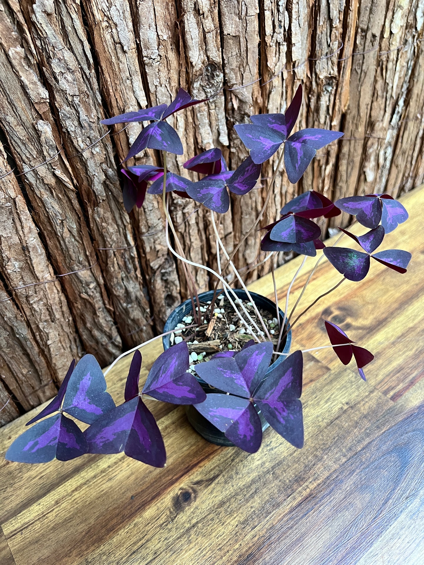 Oxalis Triangularis C176