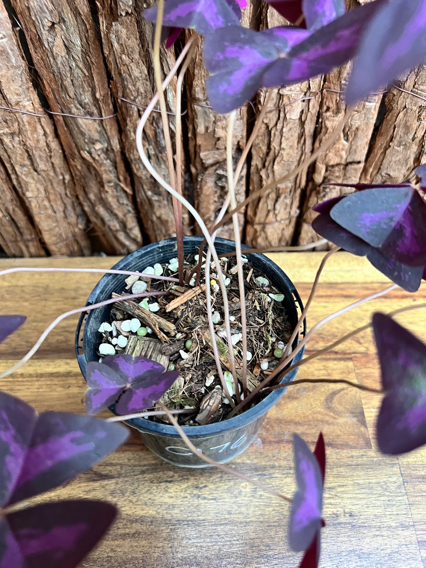 Oxalis Triangularis C176