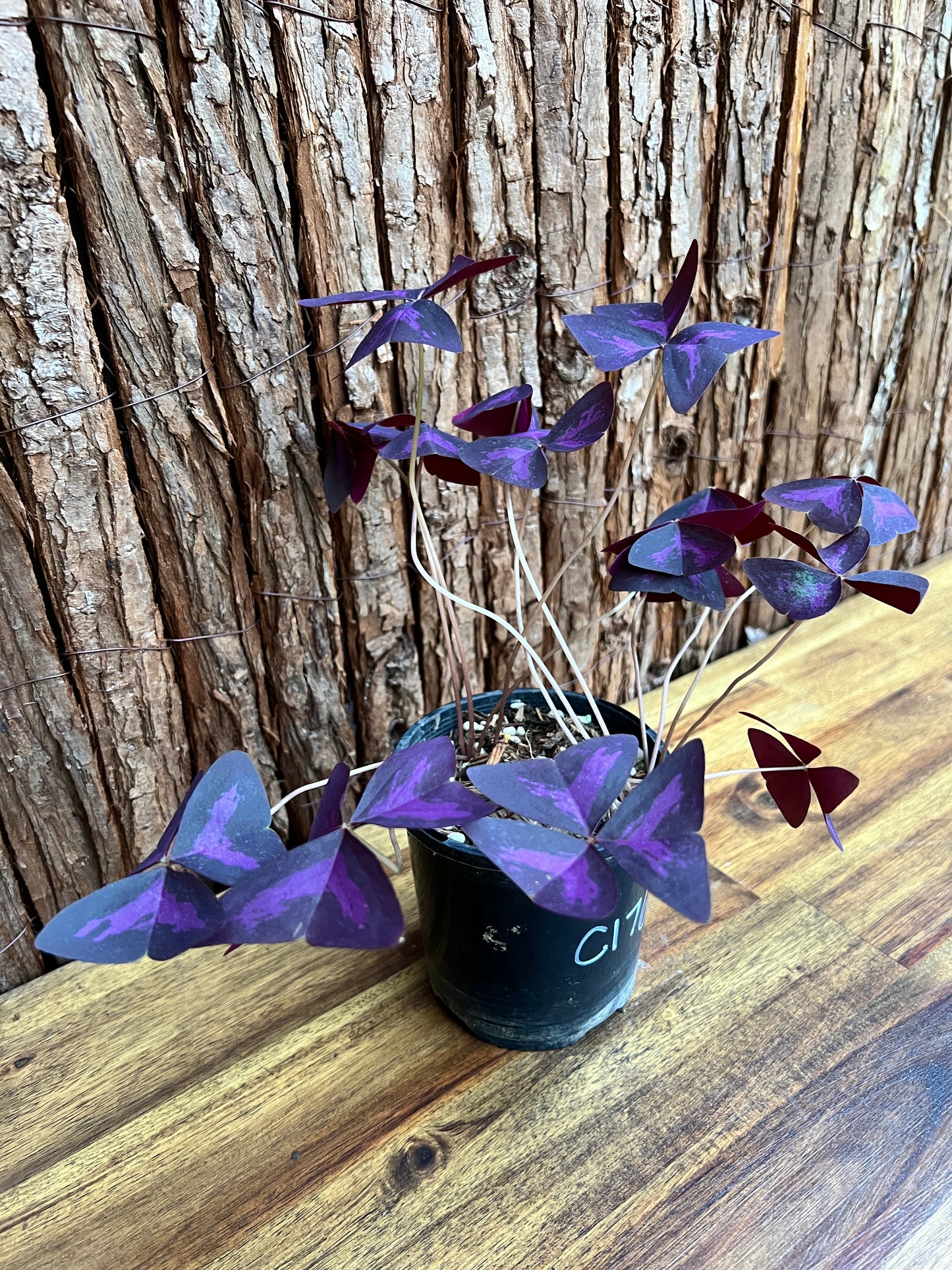 Oxalis Triangularis C176