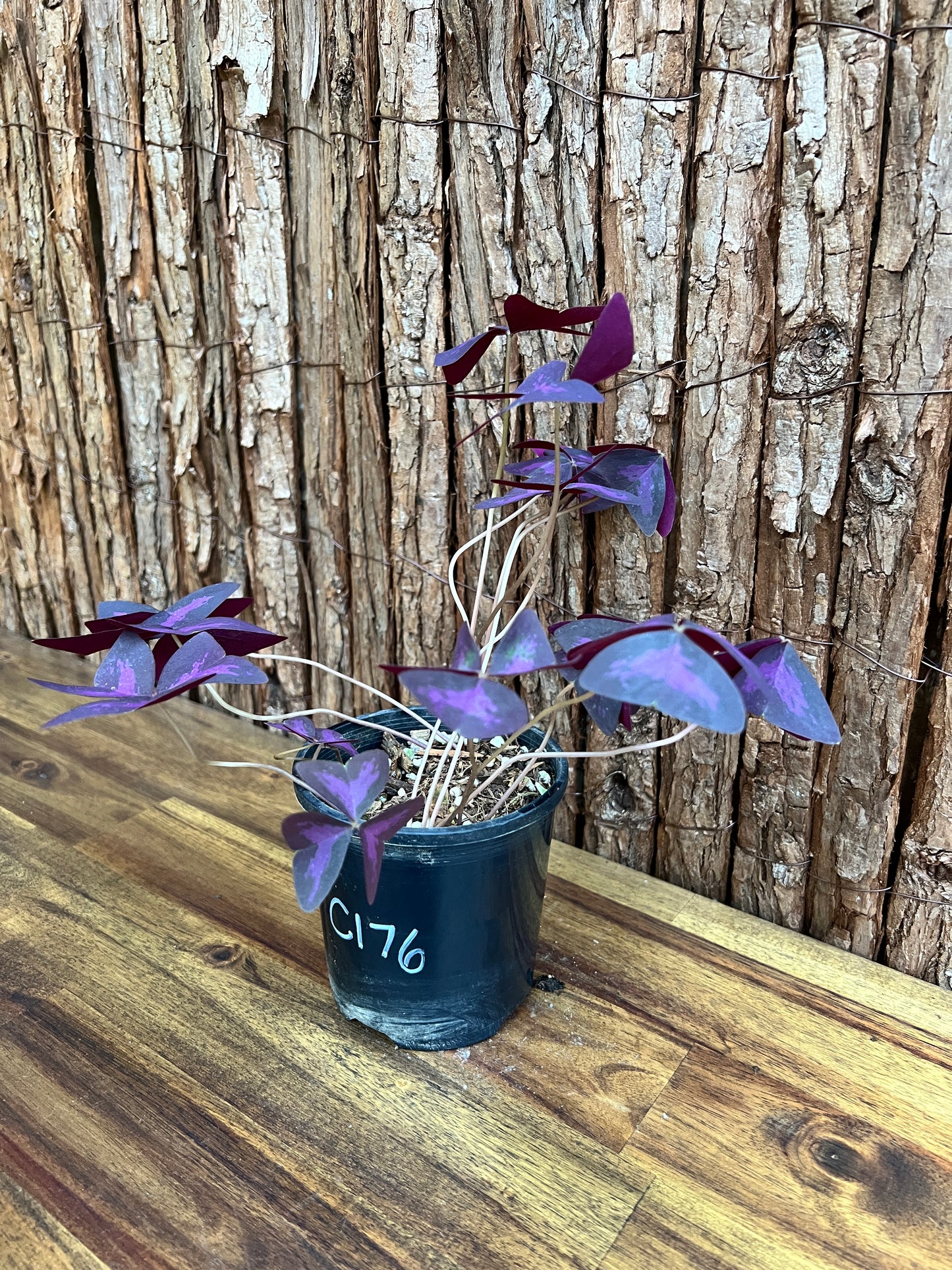 Oxalis Triangularis C176