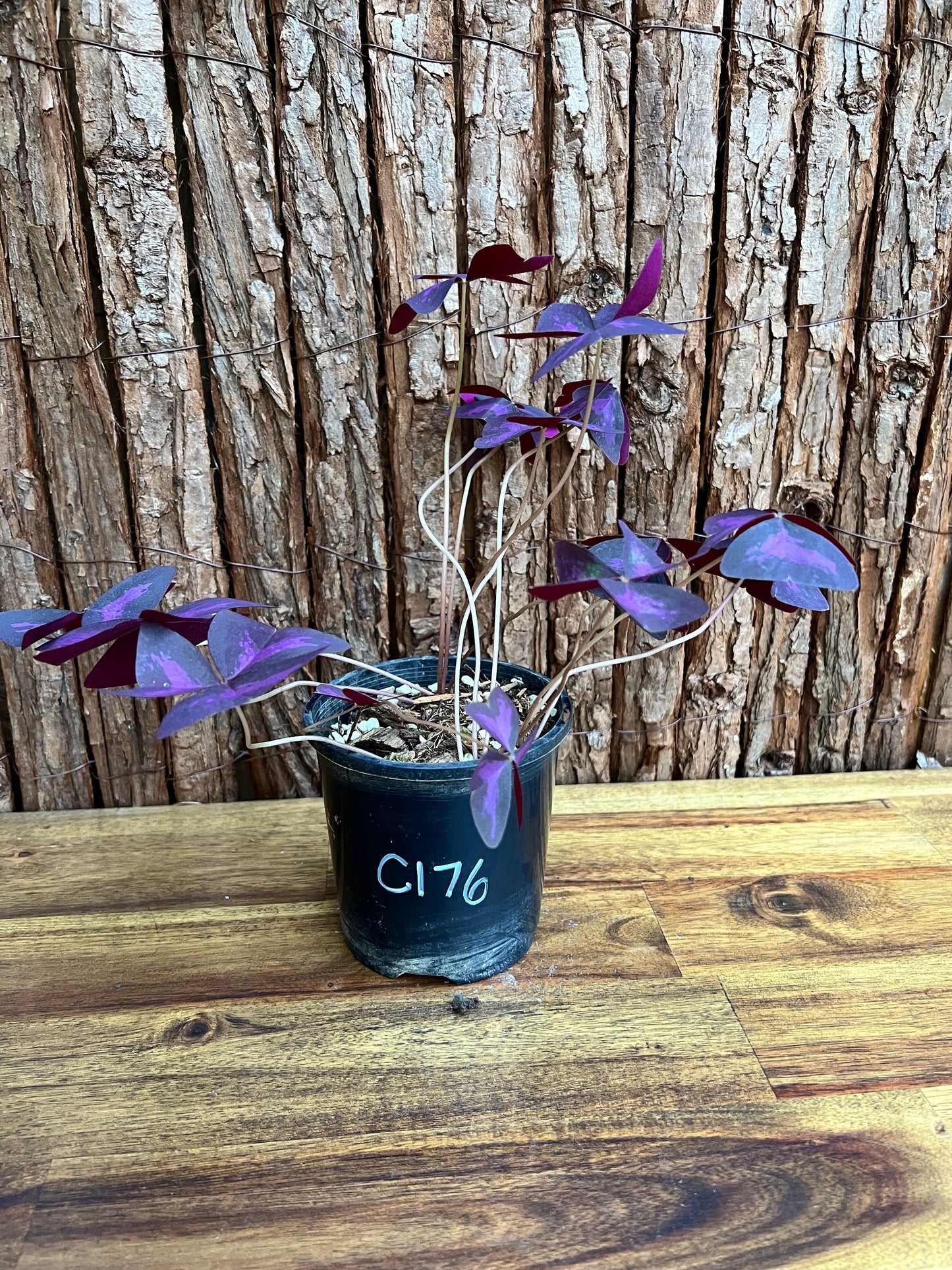 Oxalis Triangularis C176