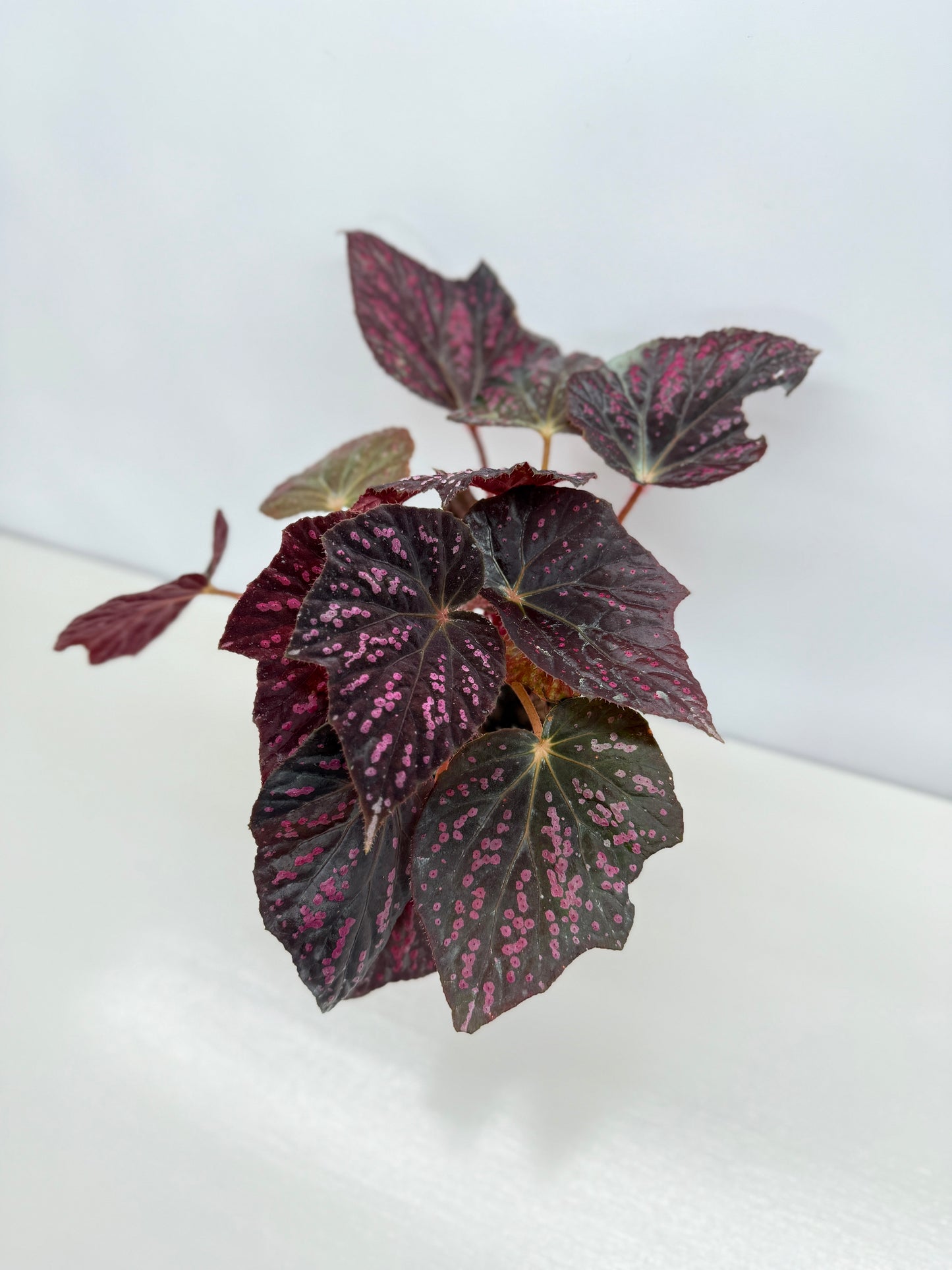 Begonia Cherry Blossom Z40
