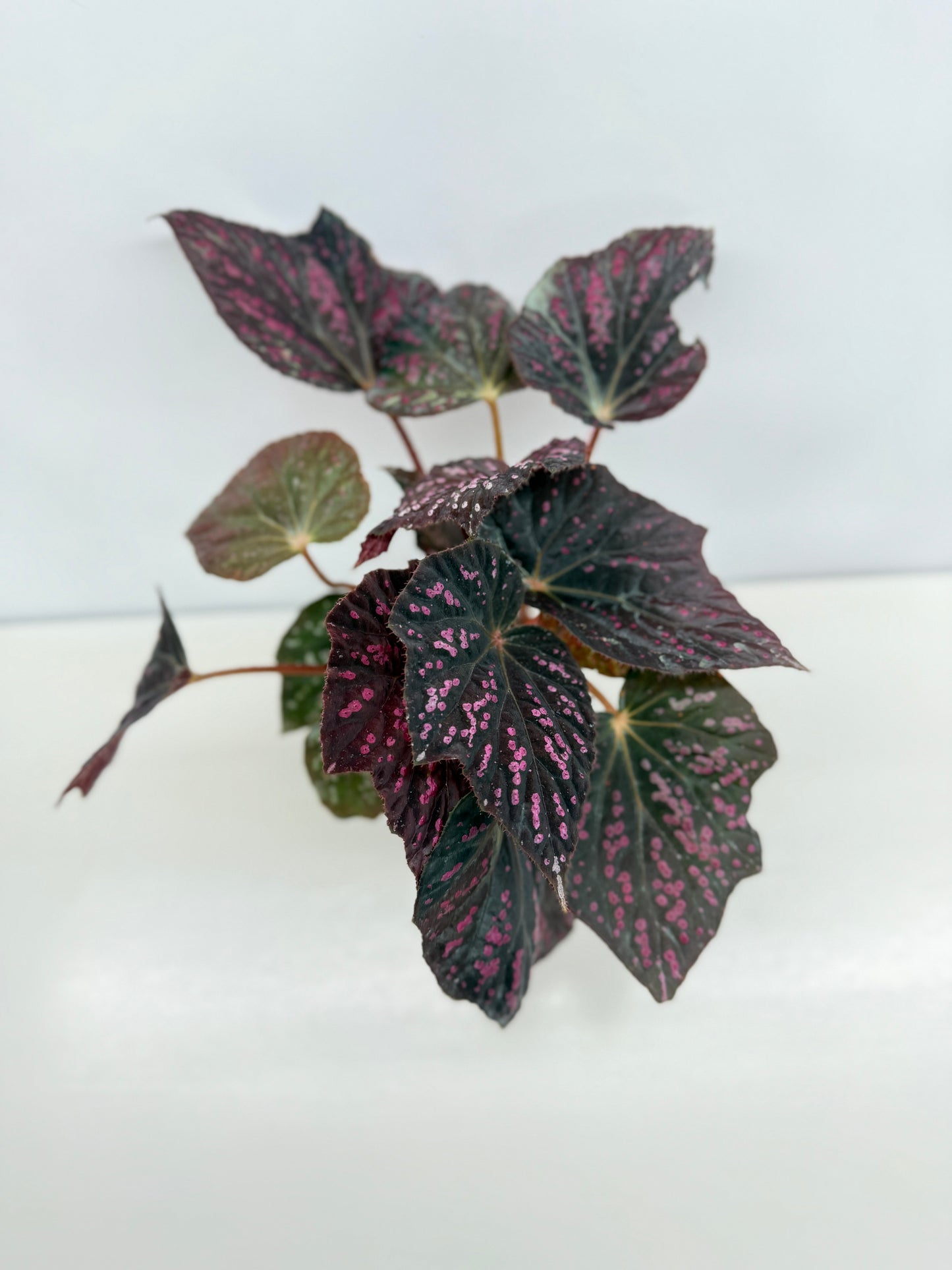 Begonia Cherry Blossom Z40