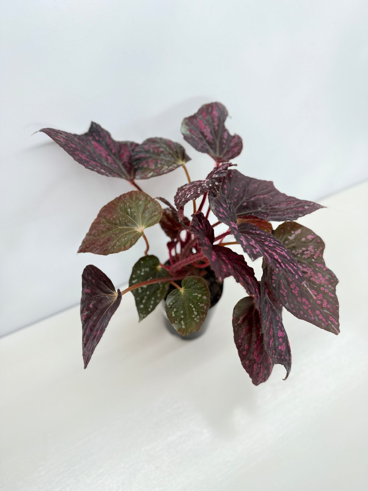 Begonia Cherry Blossom Z40