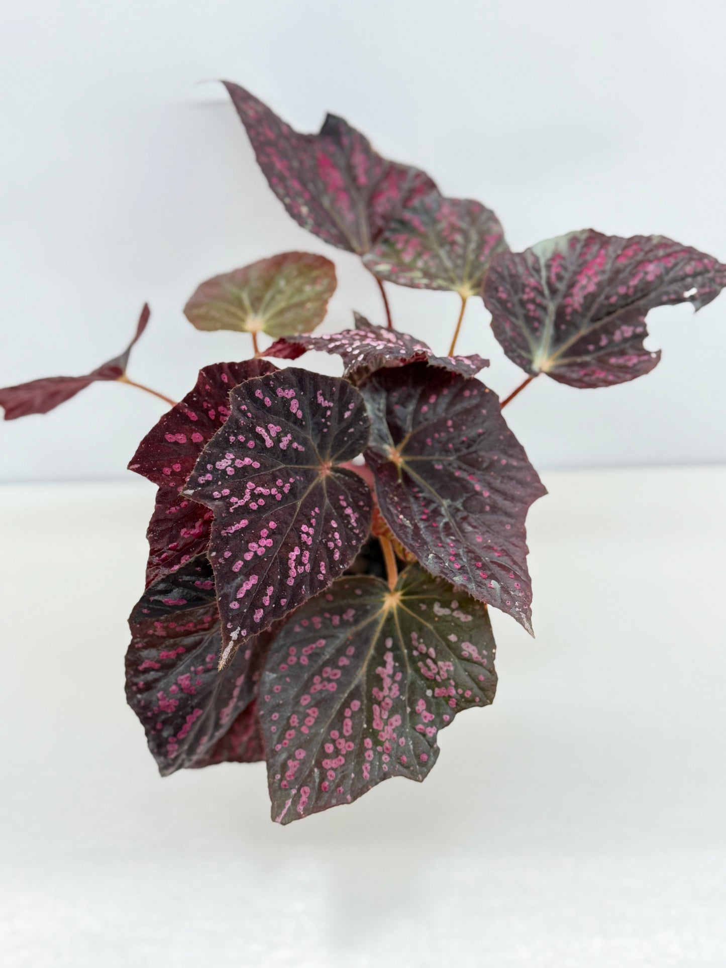 Begonia Cherry Blossom Z40