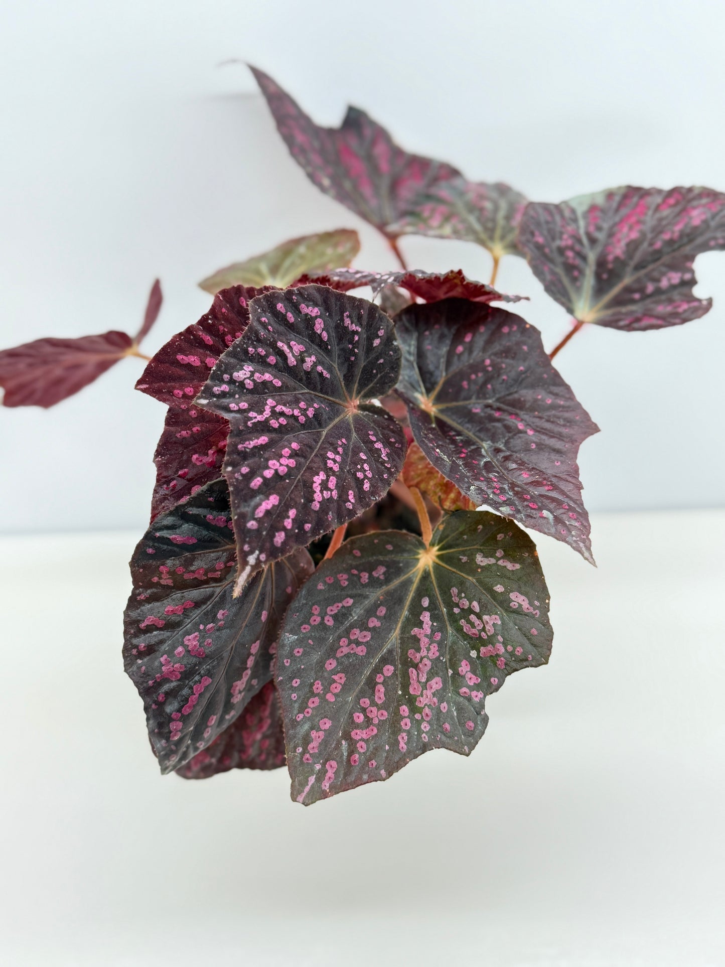 Begonia Cherry Blossom Z40