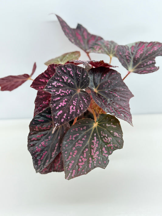 Begonia Cherry Blossom Z40