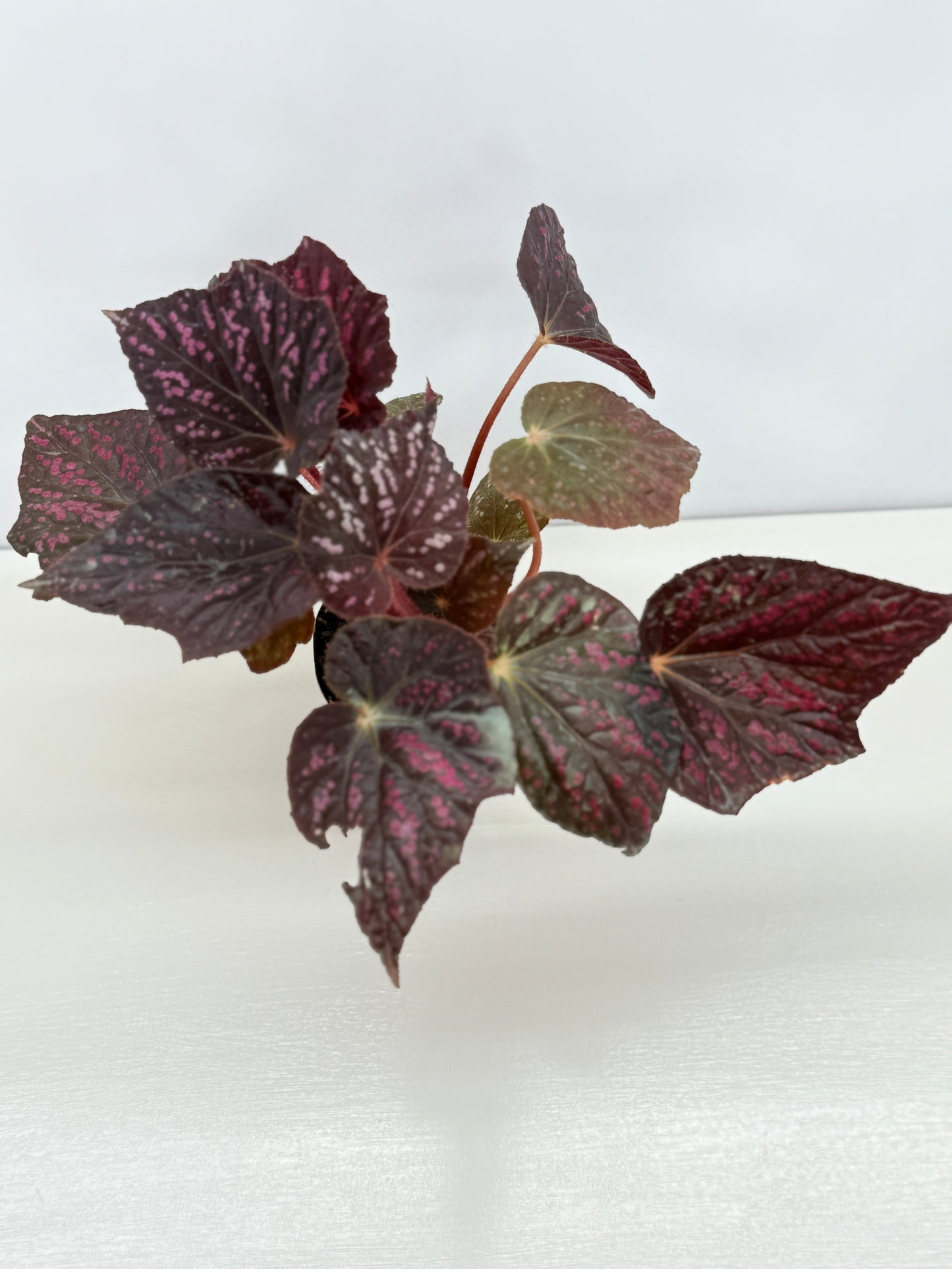Begonia Cherry Blossom Z40