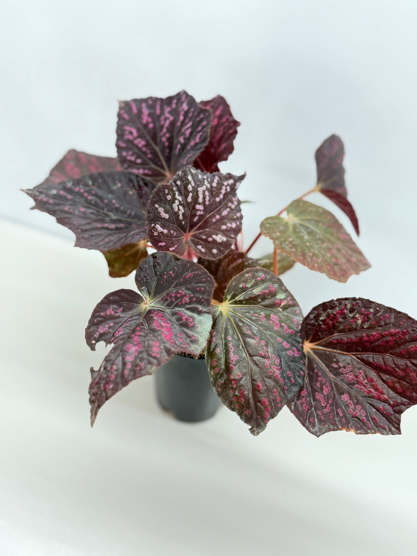 Begonia Cherry Blossom Z40