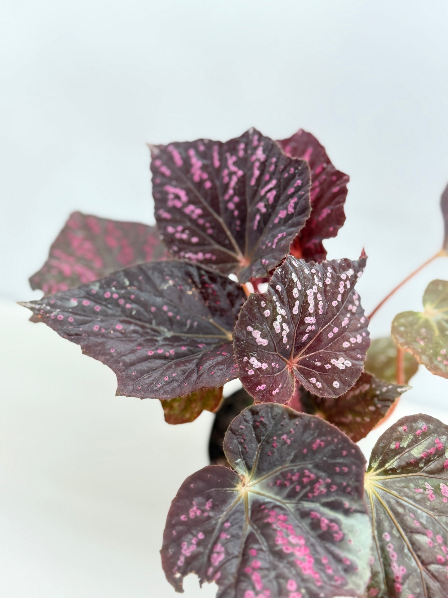 Begonia Cherry Blossom Z40
