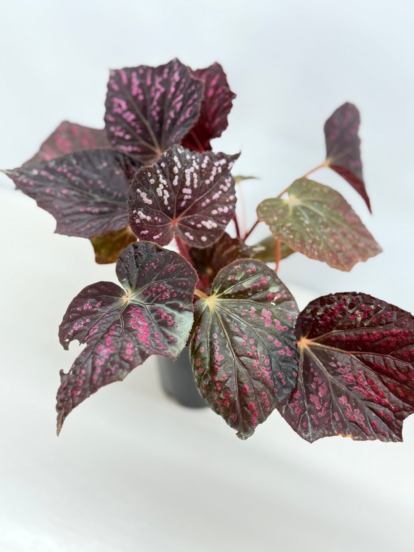 Begonia Cherry Blossom Z40