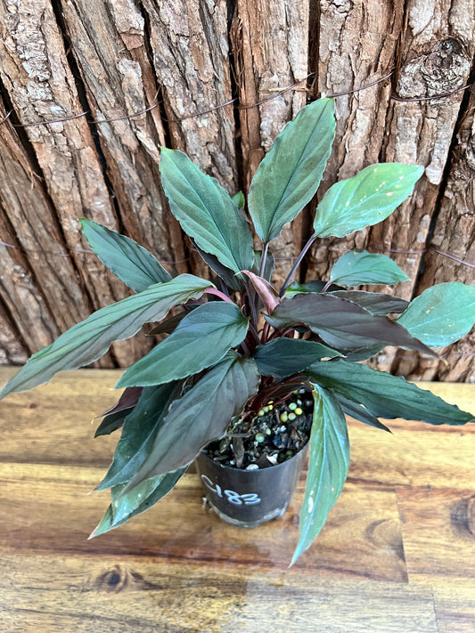 Homalomena humilis Black Form C183