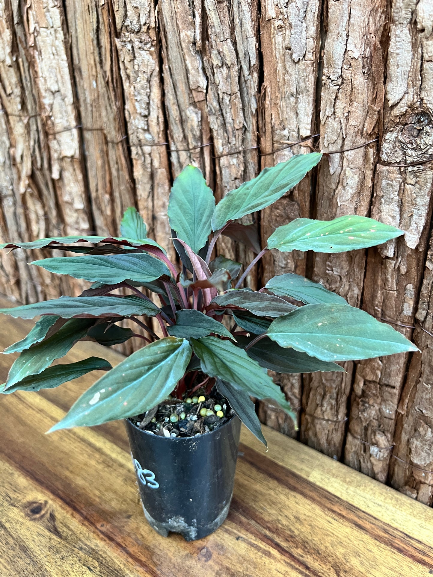 Homalomena humilis Black Form C183