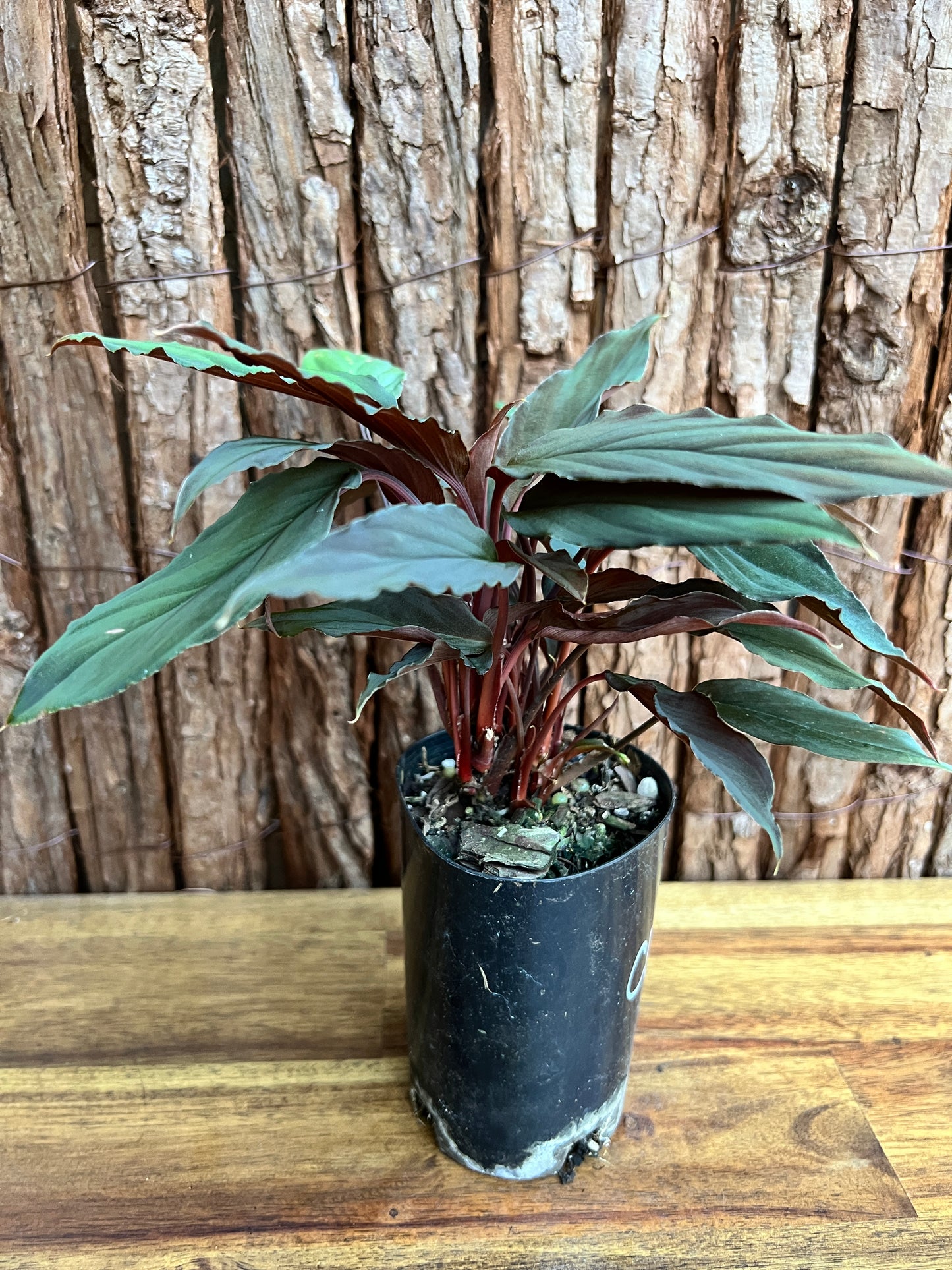 Homalomena humilis Black Form C183