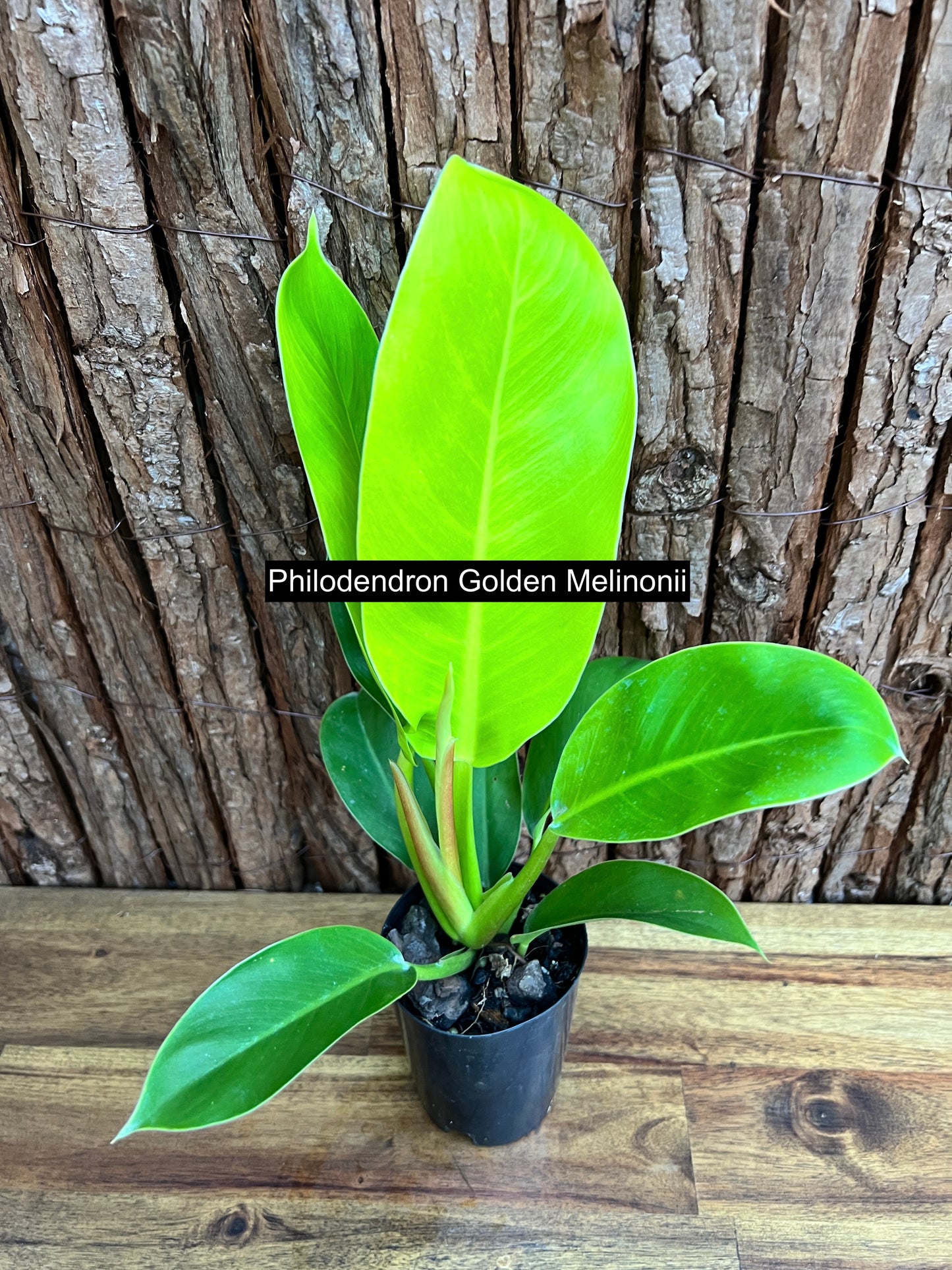 Philodendron Golden Melinonii C184