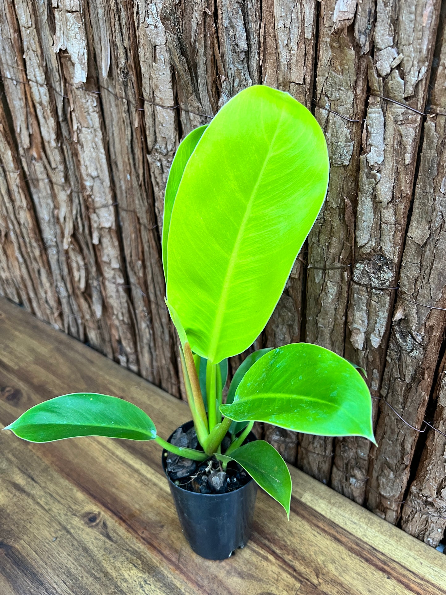 Philodendron Golden Melinonii C184