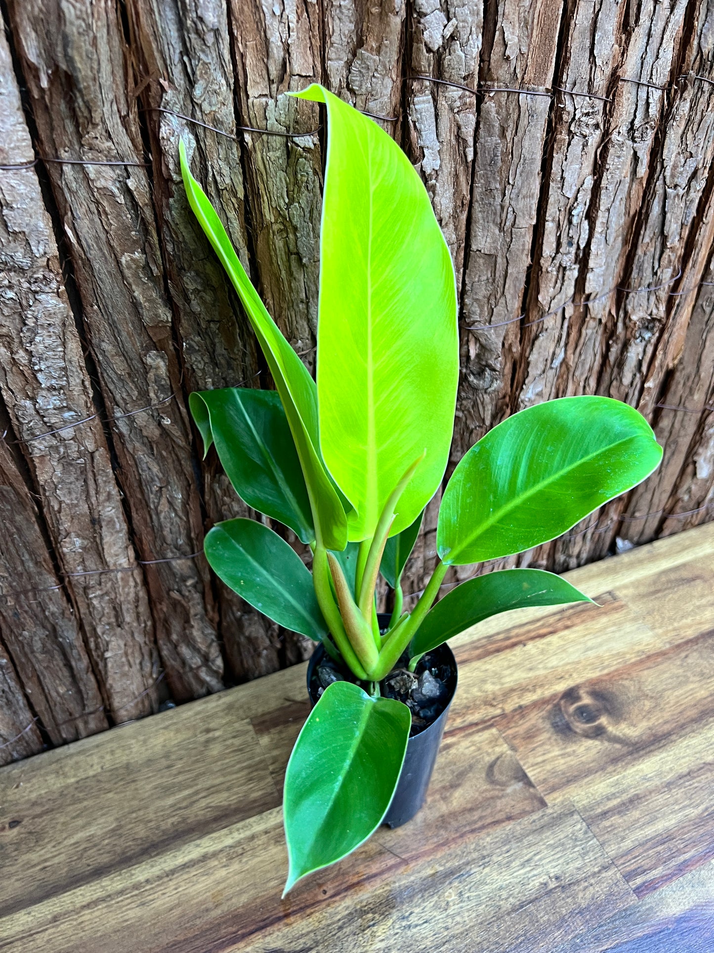 Philodendron Golden Melinonii C184