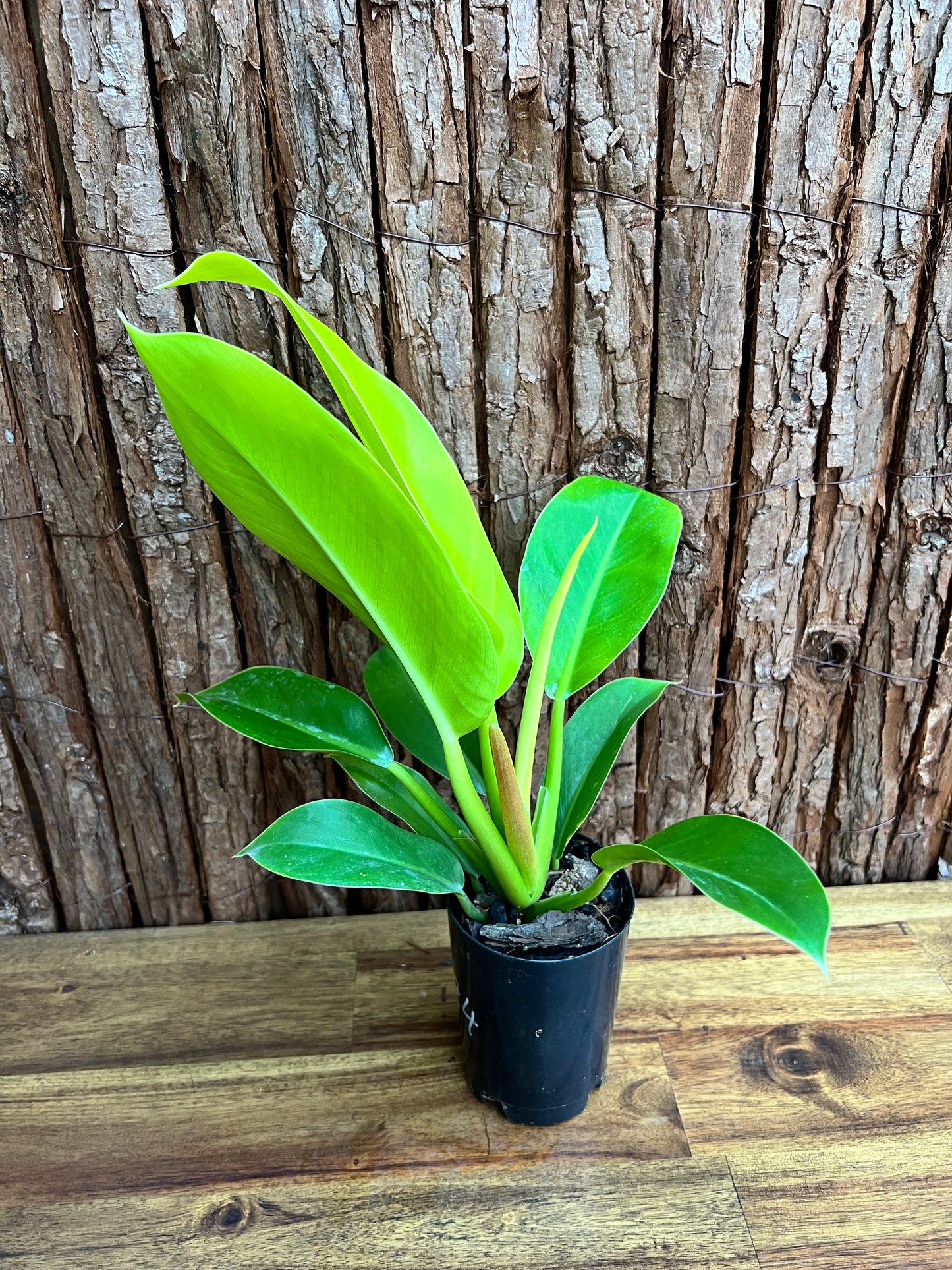 Philodendron Golden Melinonii C184