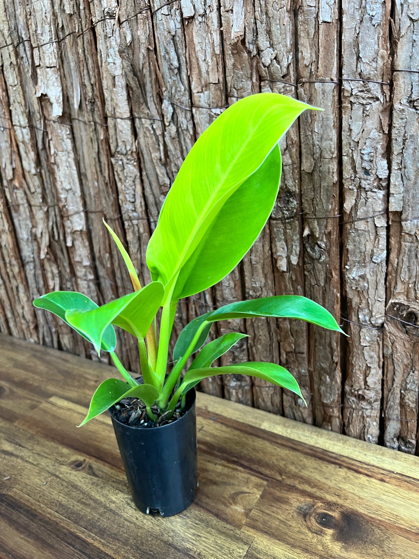 Philodendron Golden Melinonii C184