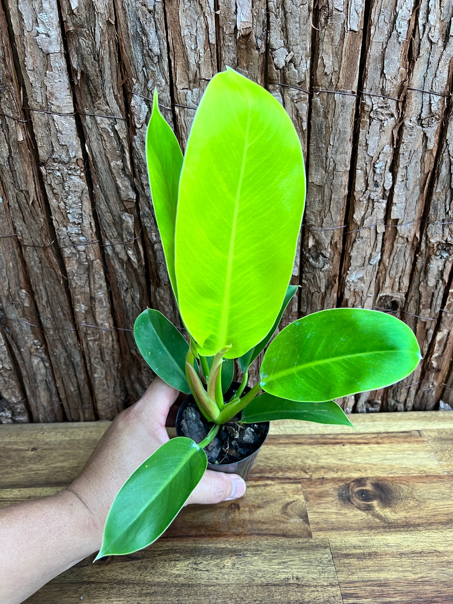 Philodendron Golden Melinonii C184