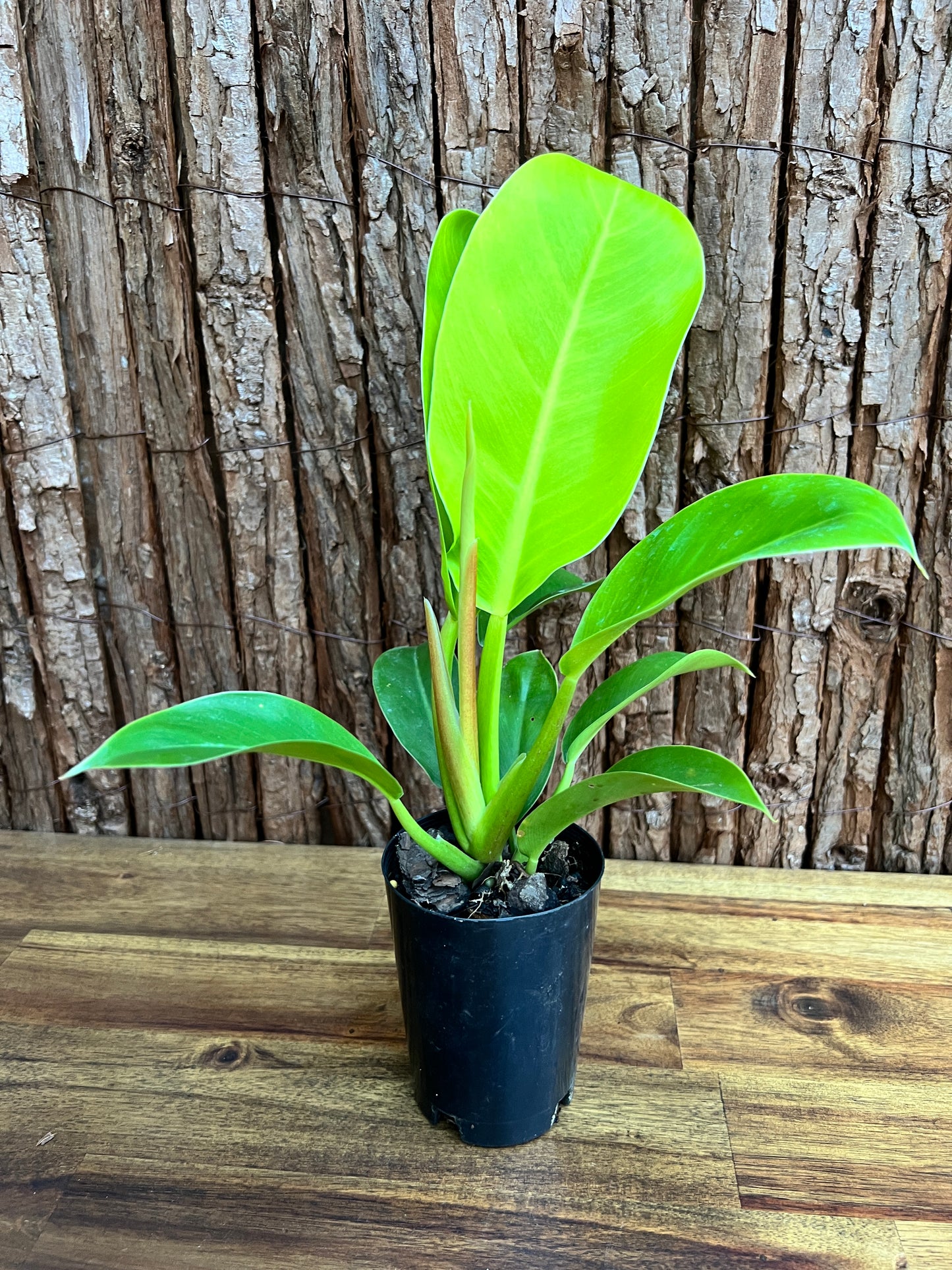 Philodendron Golden Melinonii C184