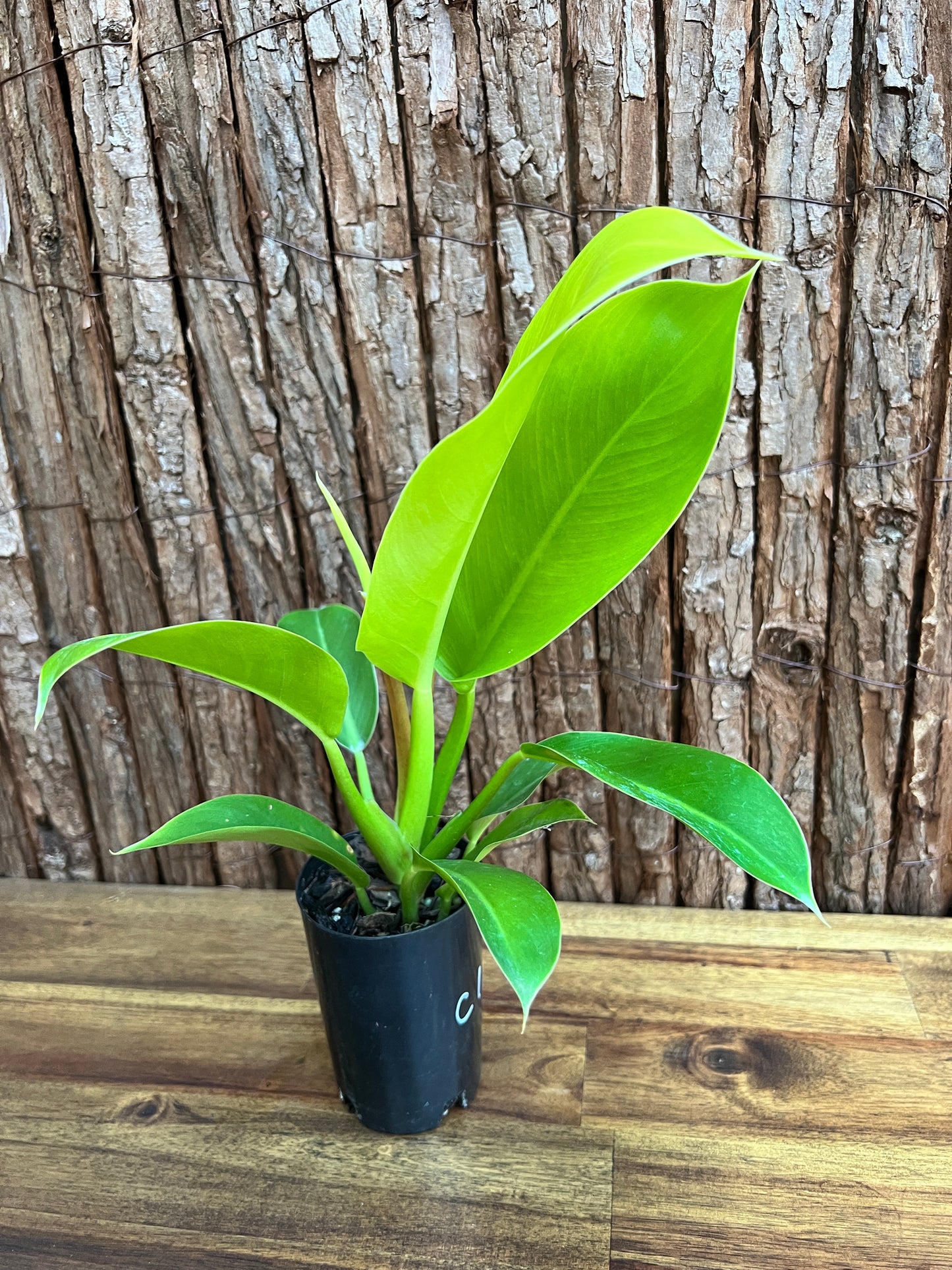 Philodendron Golden Melinonii C184