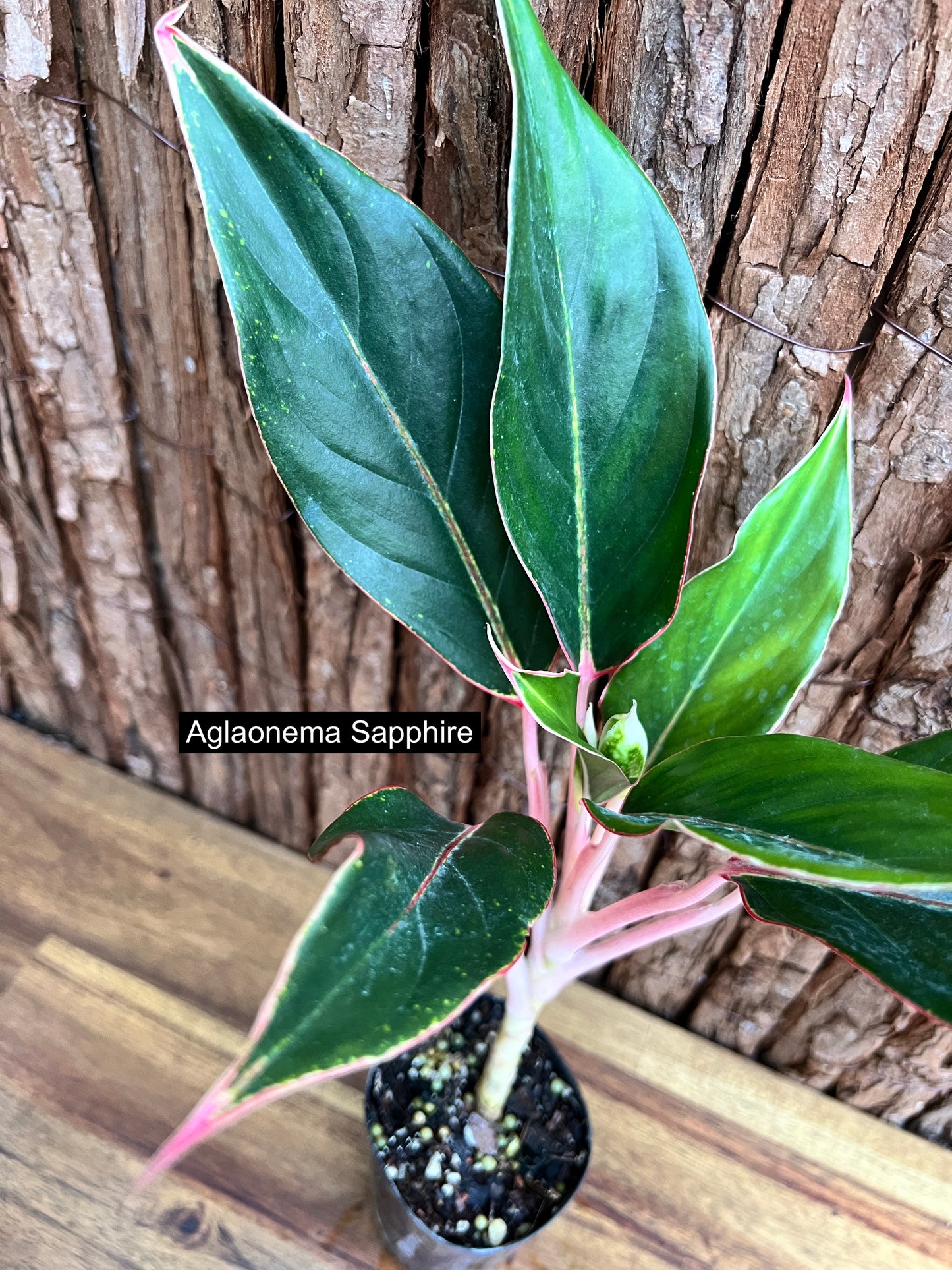 Aglaonema Sapphire C188