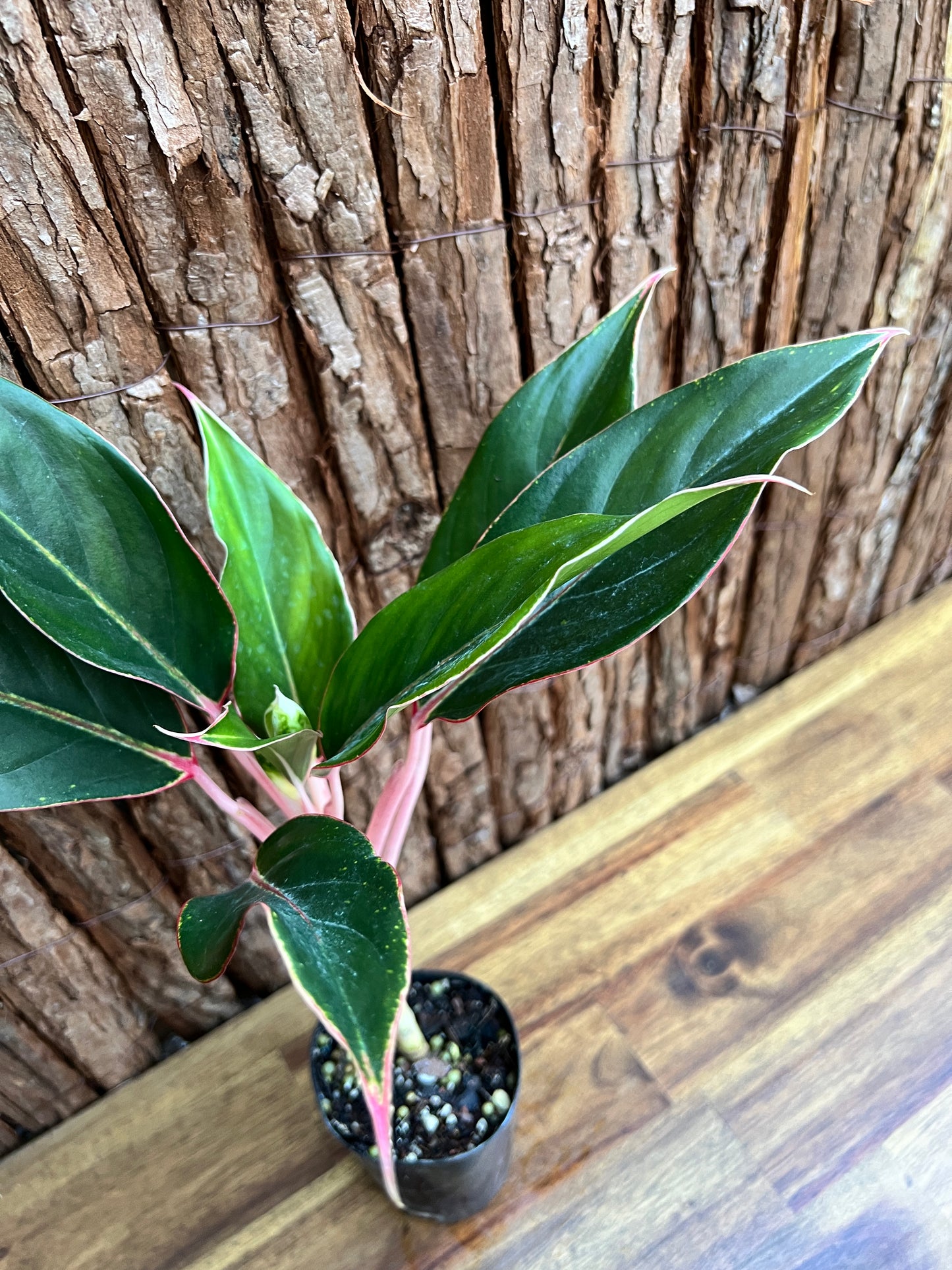 Aglaonema Sapphire C188