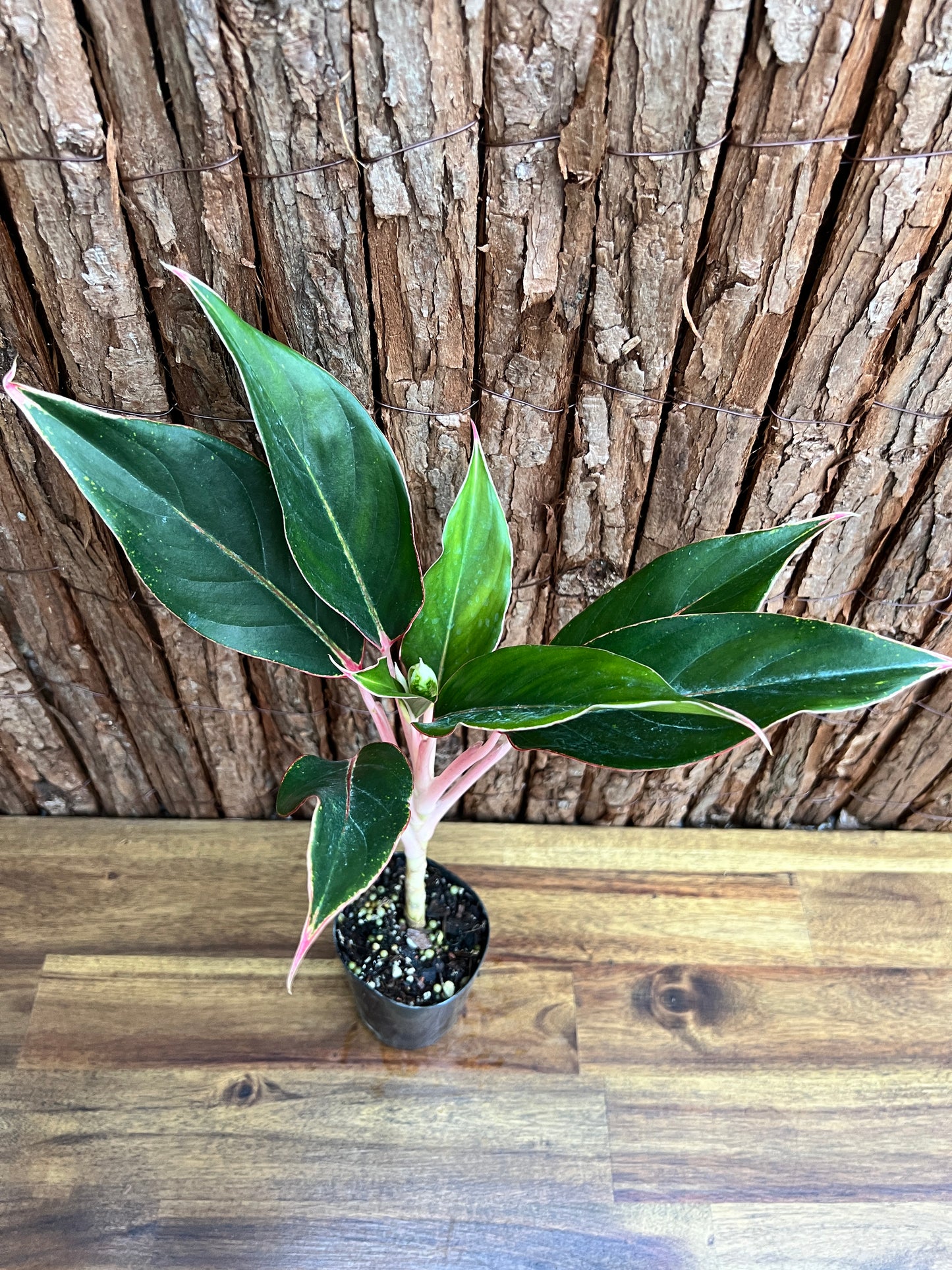 Aglaonema Sapphire C188