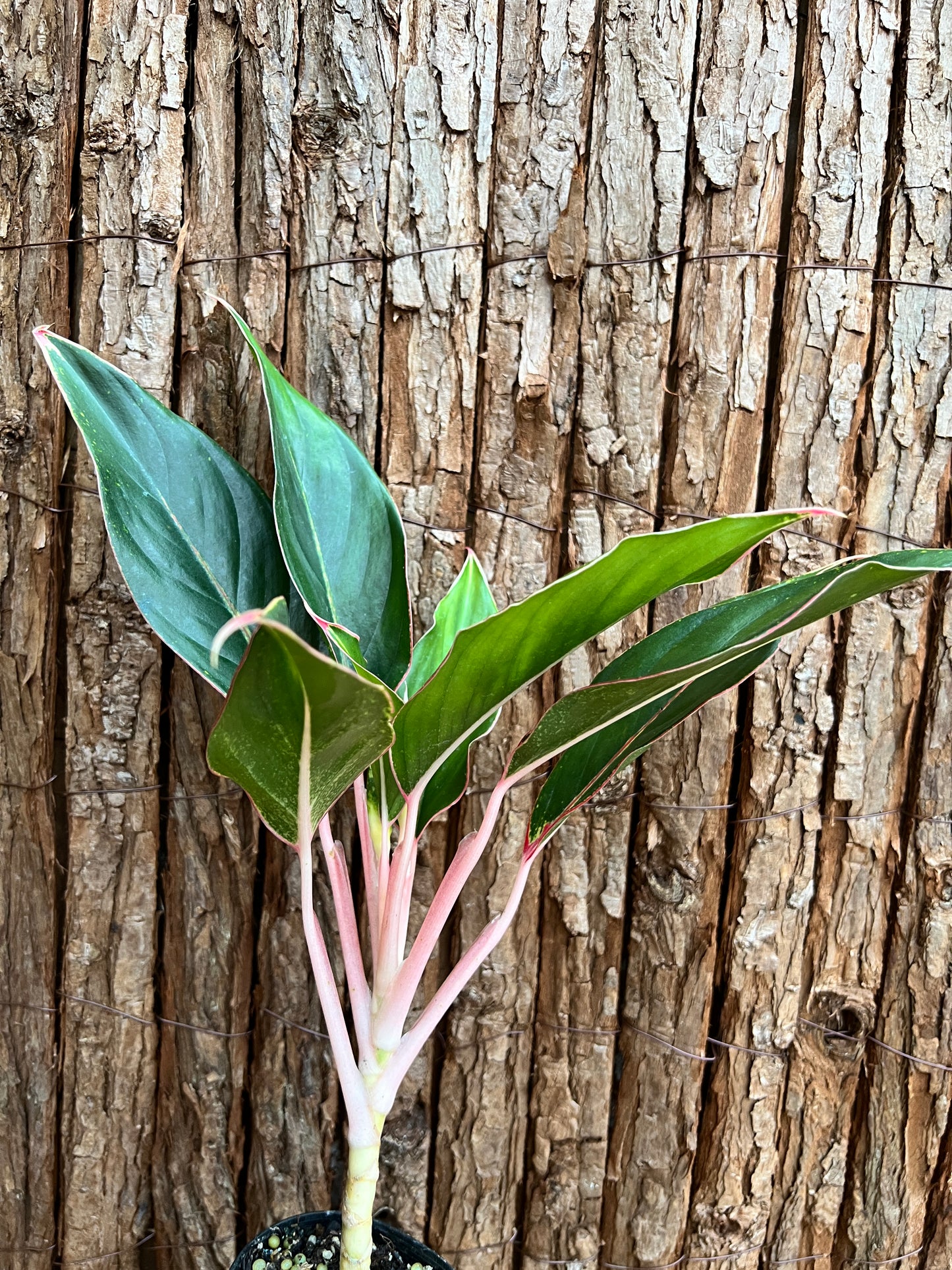 Aglaonema Sapphire C188