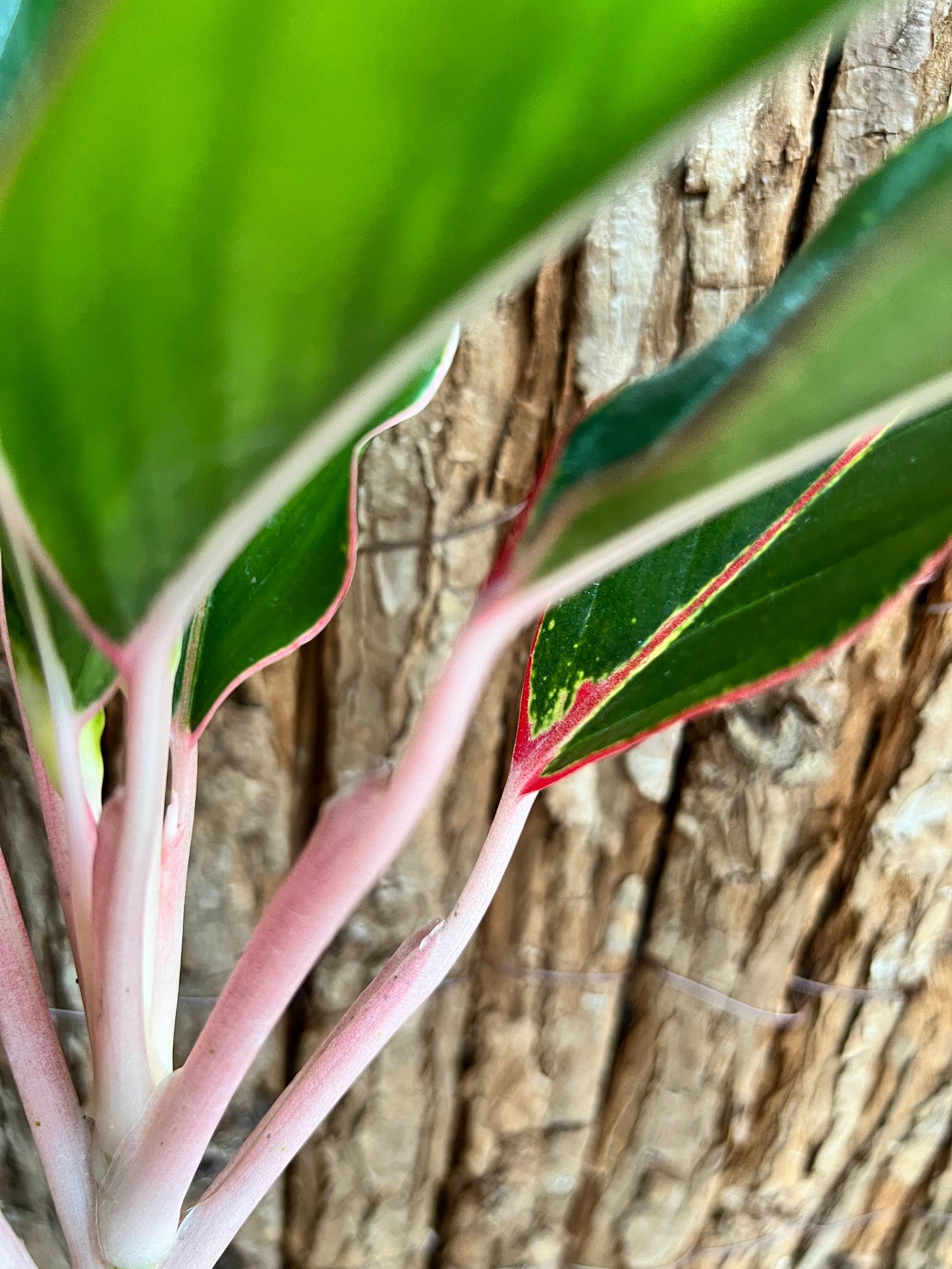 Aglaonema Sapphire C188