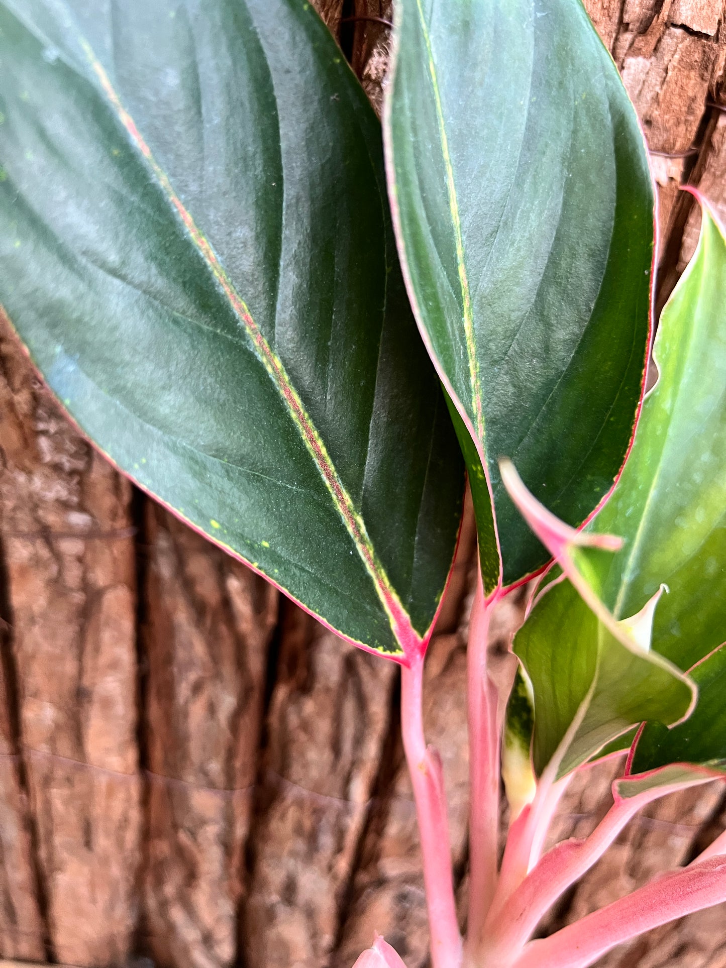 Aglaonema Sapphire C188