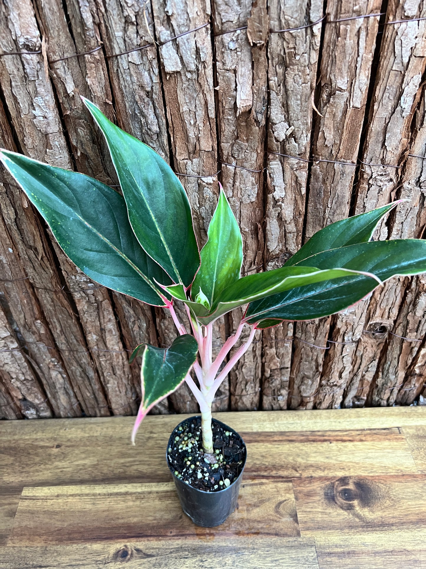 Aglaonema Sapphire C188