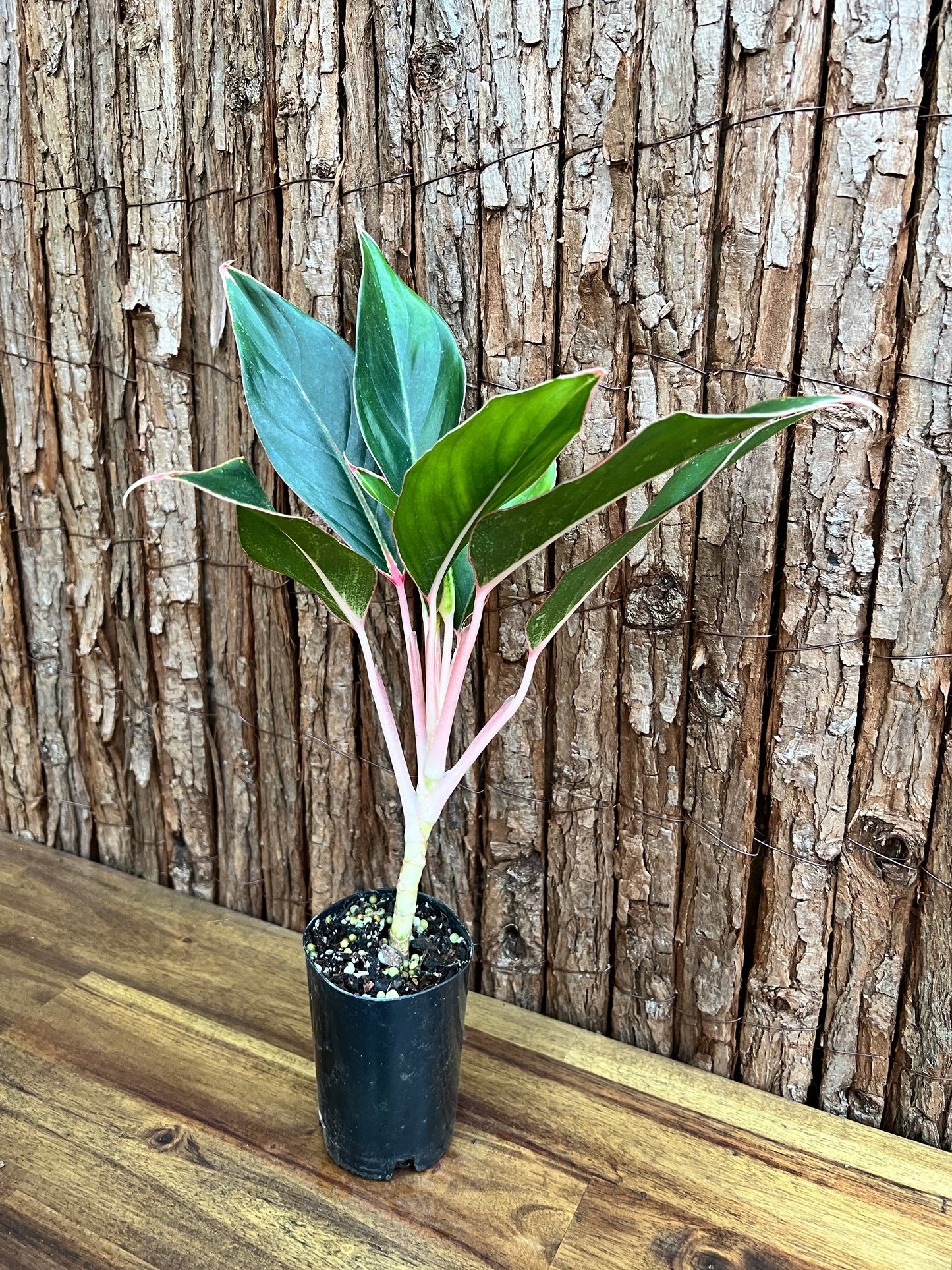 Aglaonema Sapphire C188