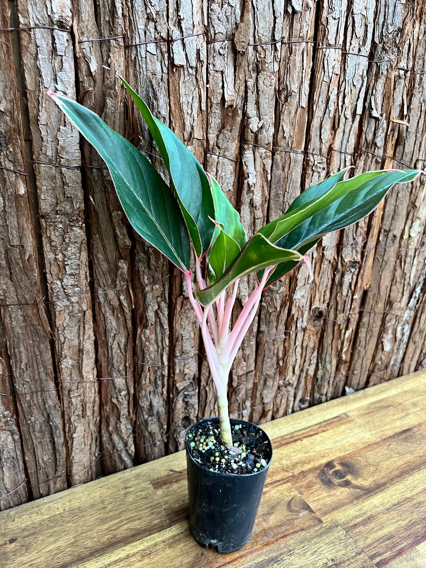 Aglaonema Sapphire C188