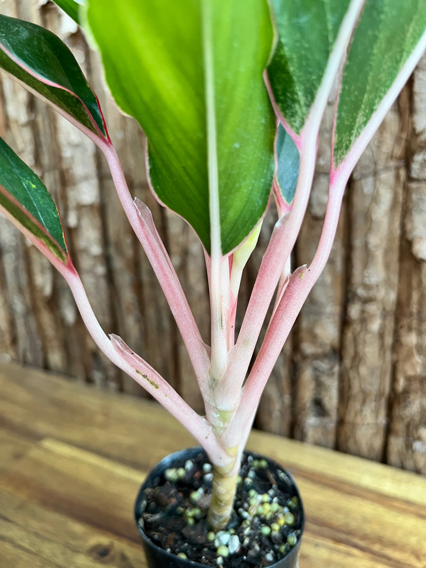 Aglaonema Sapphire C188