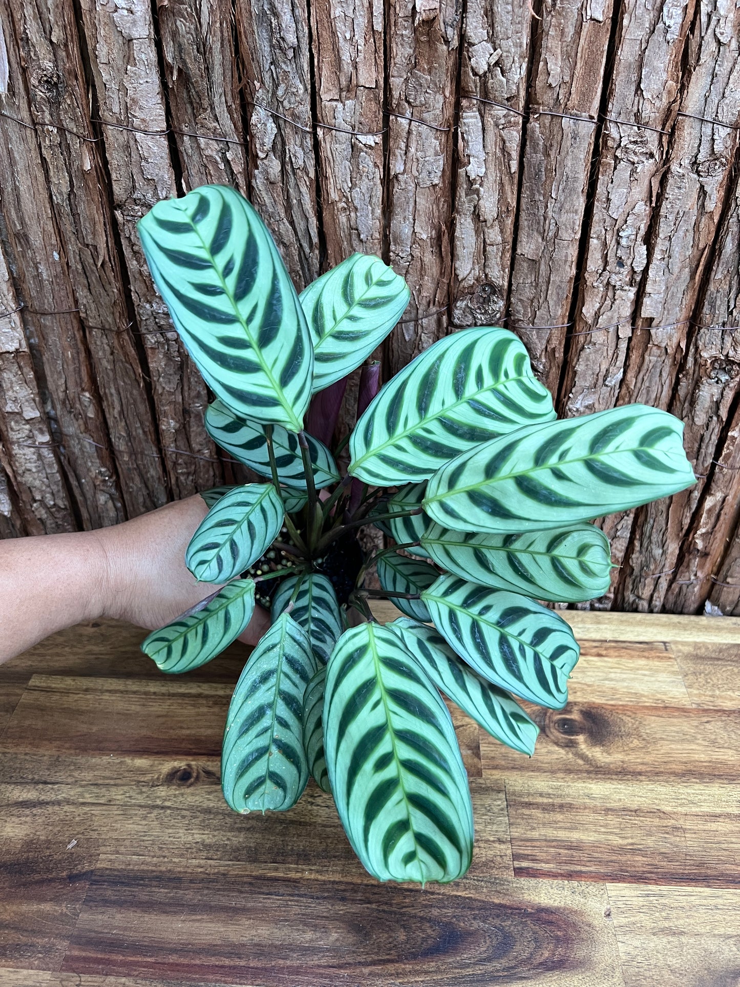 Ctenanthe Burle Marxii Dark Vein C189