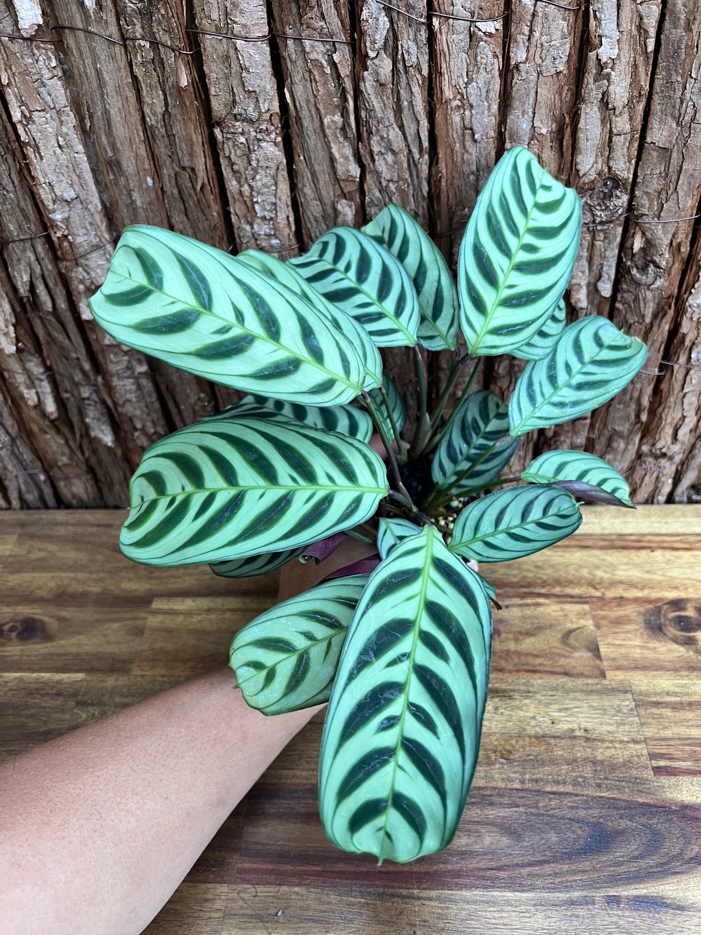 Ctenanthe Burle Marxii Dark Vein C189