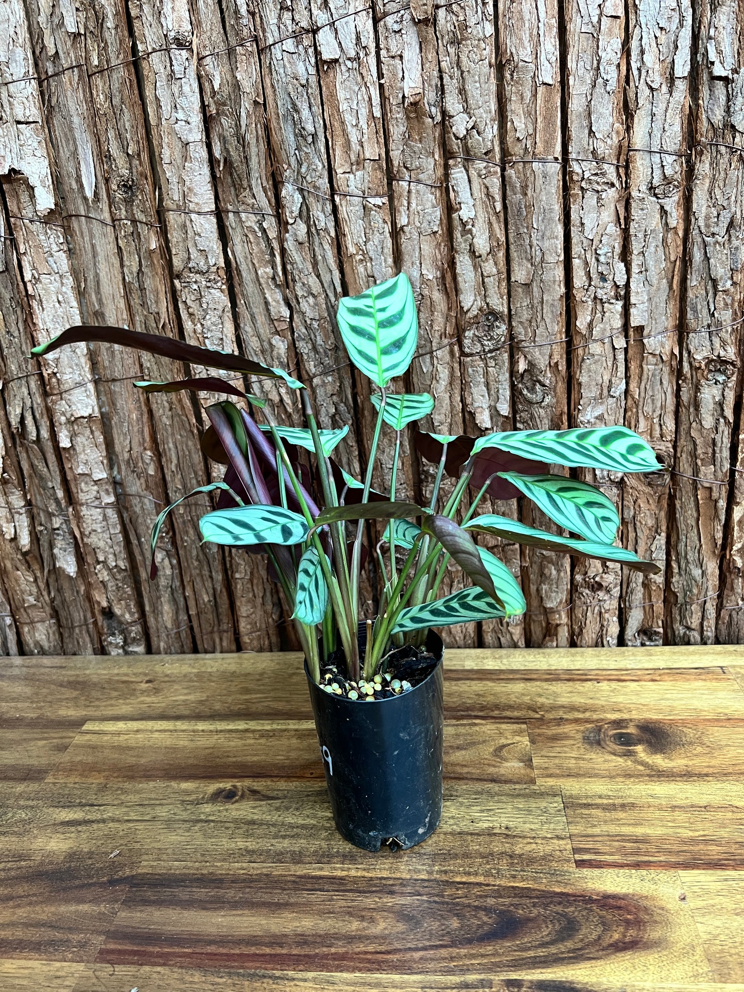 Ctenanthe Burle Marxii Dark Vein C189