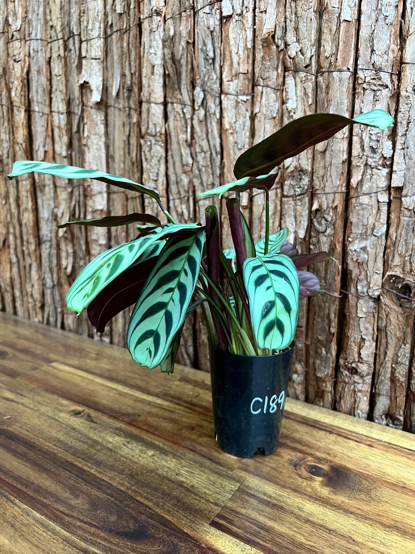 Ctenanthe Burle Marxii Dark Vein C189