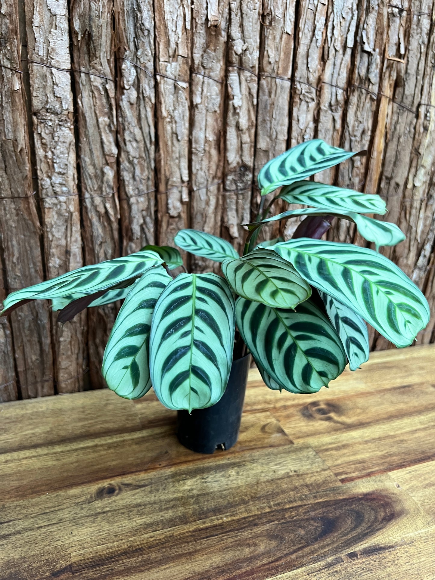 Ctenanthe Burle Marxii Dark Vein C189