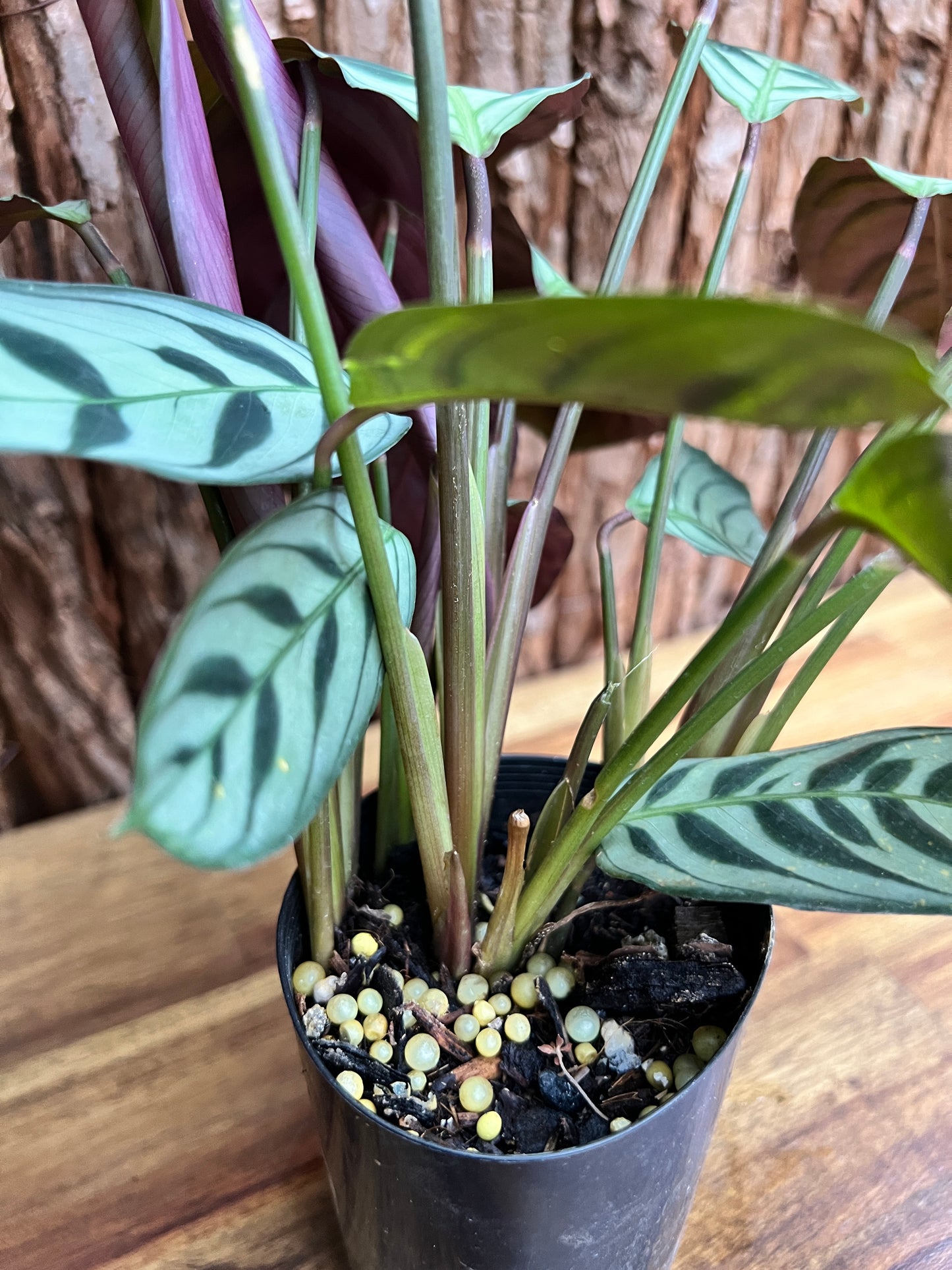 Ctenanthe Burle Marxii Dark Vein C189