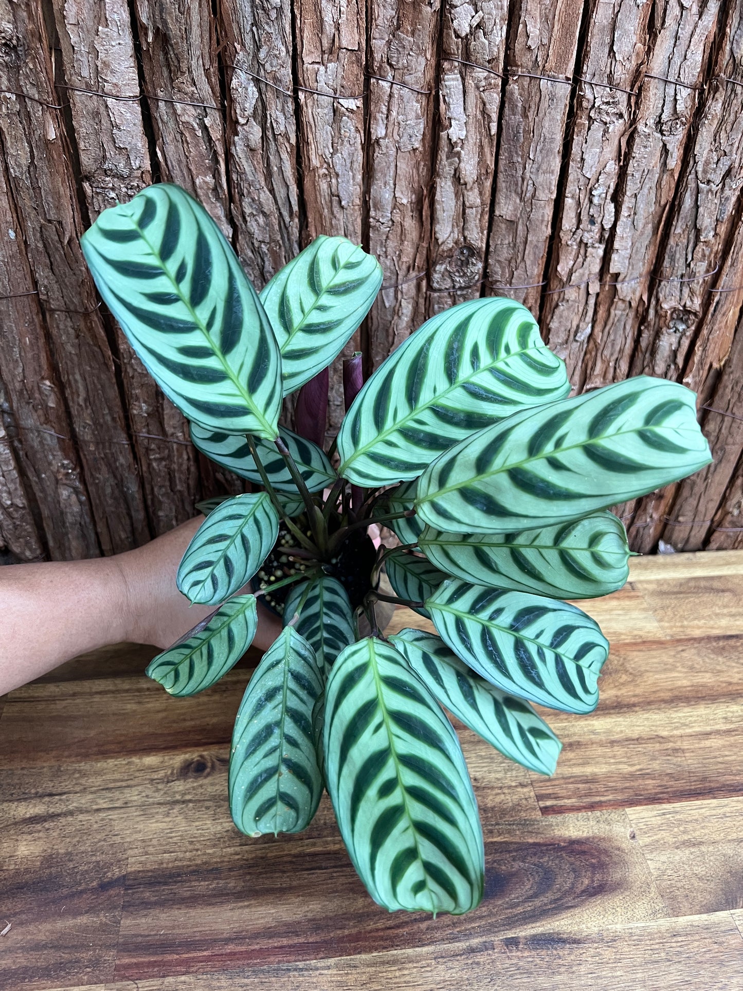 Ctenanthe Burle Marxii Dark Vein C189