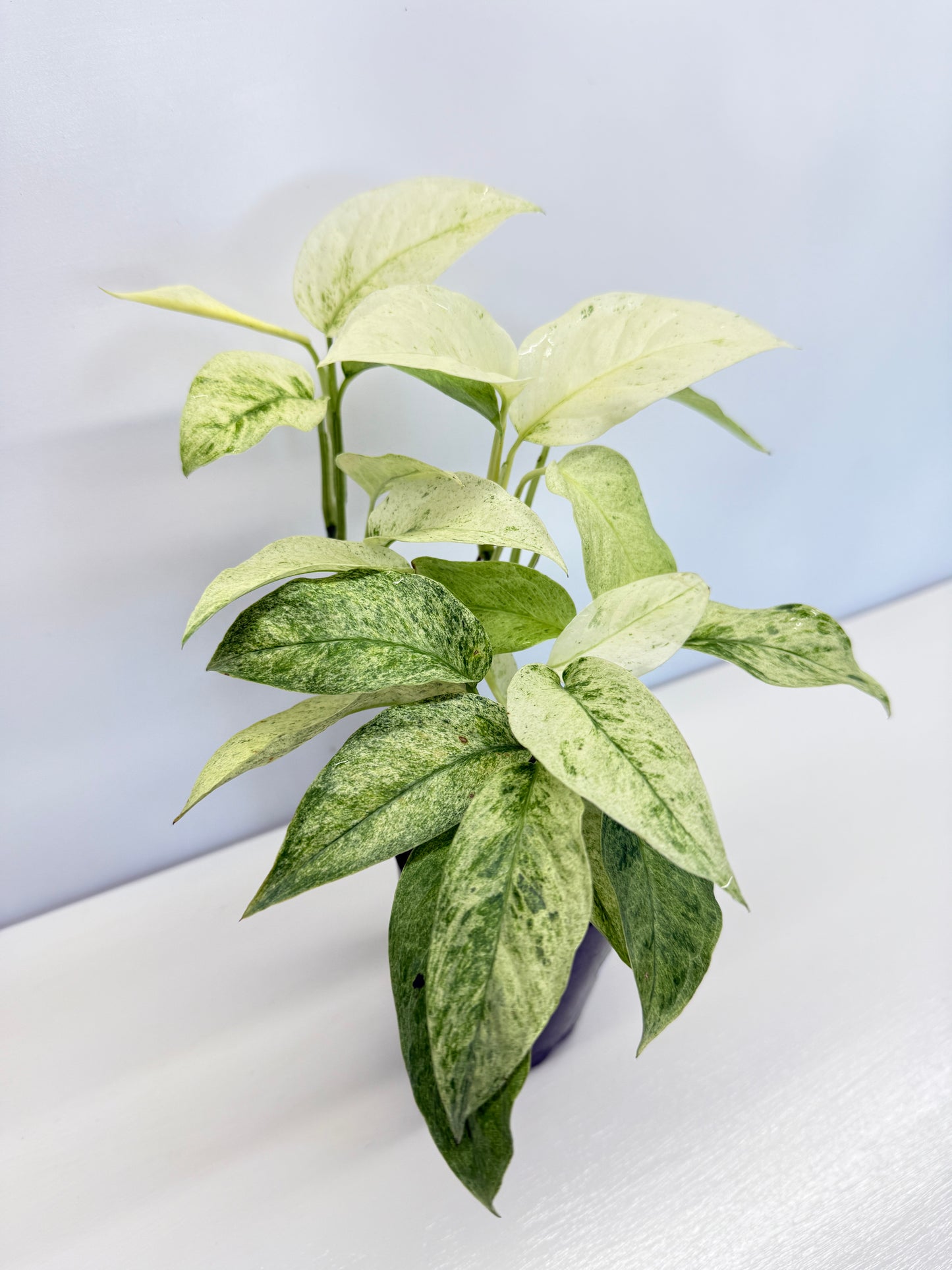 Monstera laniata Mint Variegated - Best Pick of the Crop!