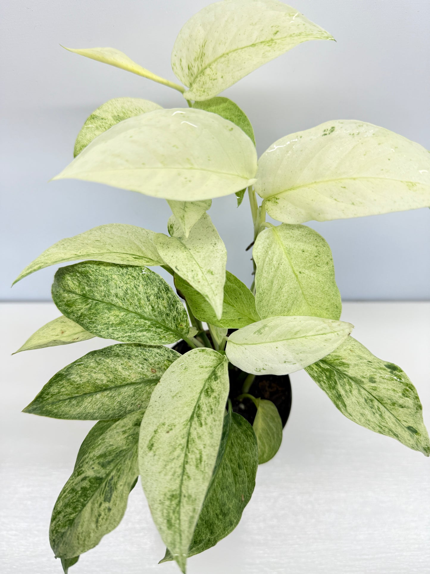 Monstera laniata Mint Variegated - Best Pick of the Crop!