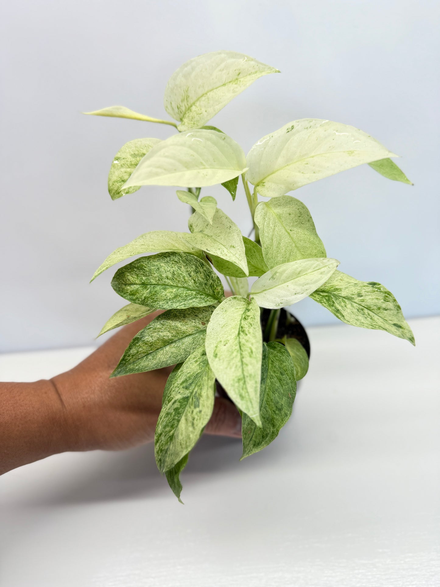 Monstera laniata Mint Variegated - Best Pick of the Crop!
