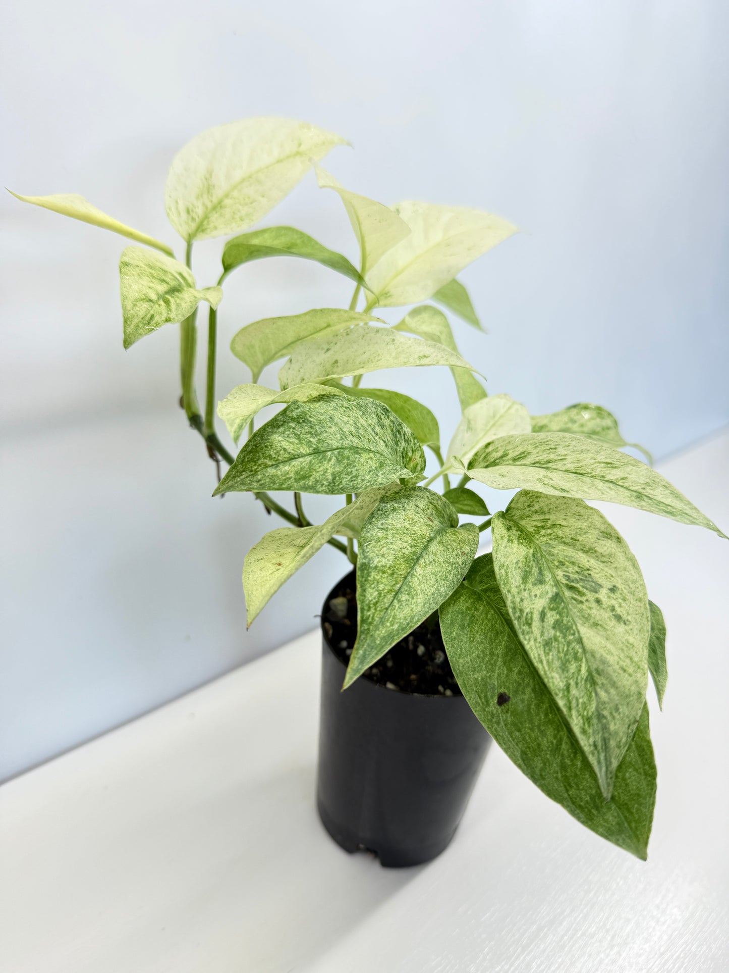 Monstera laniata Mint Variegated - Best Pick of the Crop!