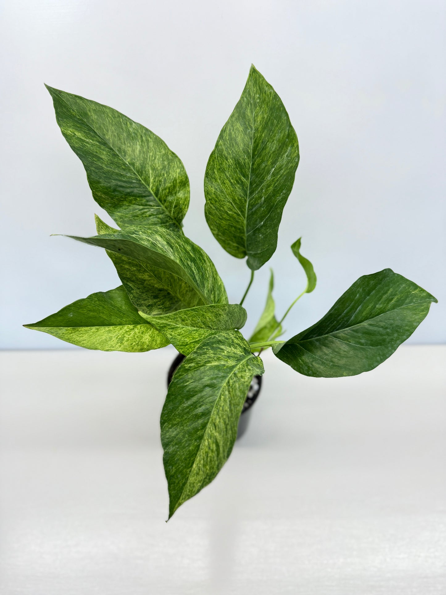 Epipremnum pinnatum 'Mint' Variegata - Best Pick of the Crop!